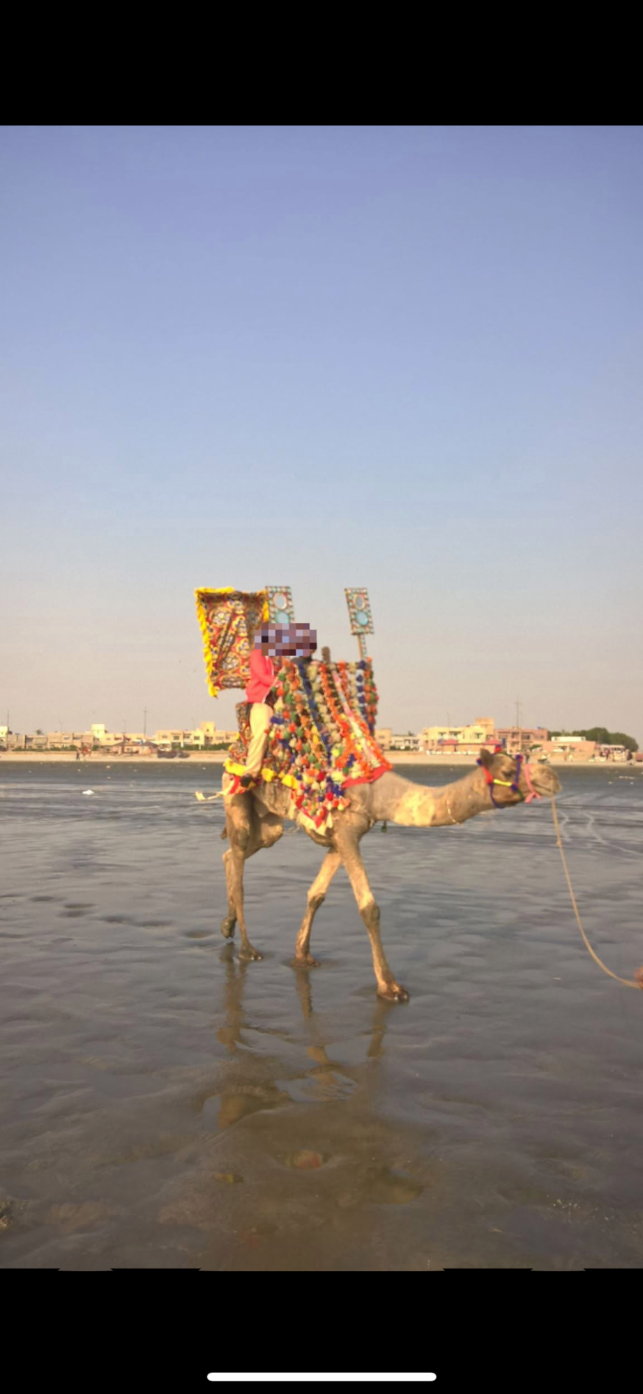 Camel Riding